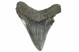Serrated, Juvenile Megalodon Tooth - South Carolina #312111-1